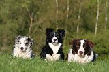 BORDER COLLIE 1525